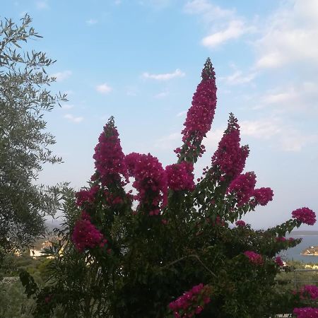 Πέτρα, Ελιά Και Λεβάντα Villa Tolo Bagian luar foto