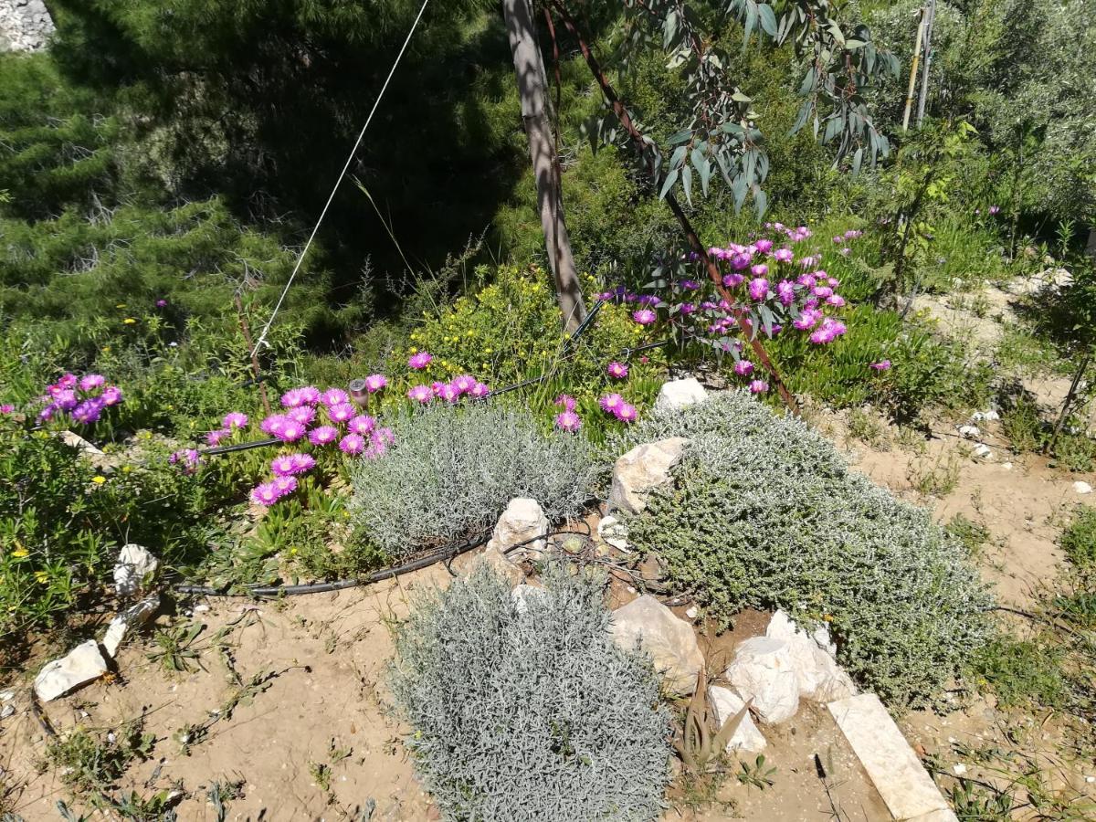 Πέτρα, Ελιά Και Λεβάντα Villa Tolo Bagian luar foto