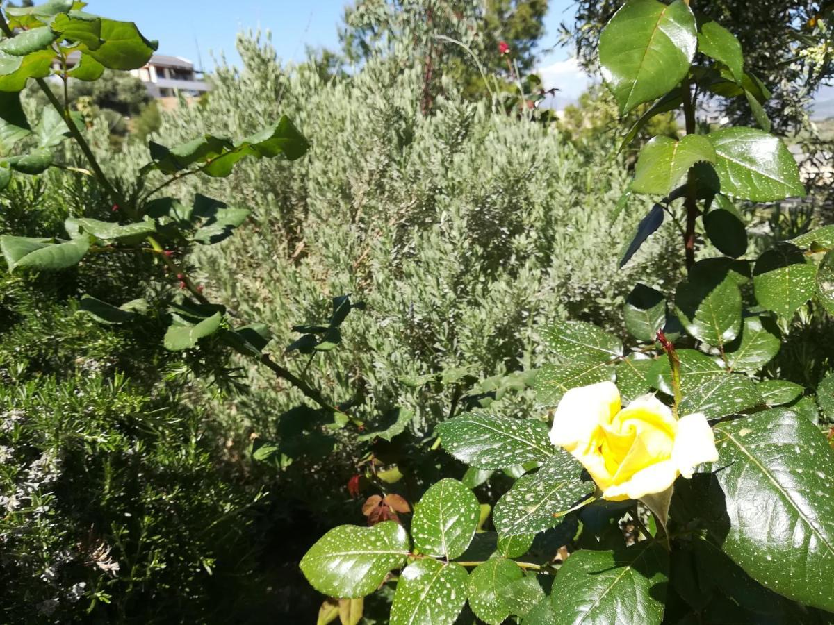 Πέτρα, Ελιά Και Λεβάντα Villa Tolo Bagian luar foto