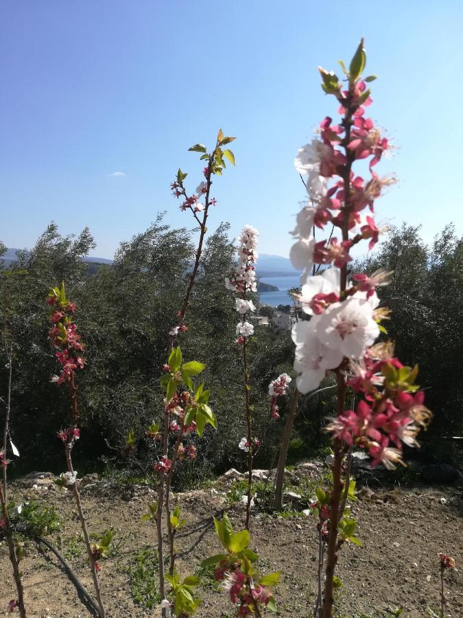 Πέτρα, Ελιά Και Λεβάντα Villa Tolo Bagian luar foto
