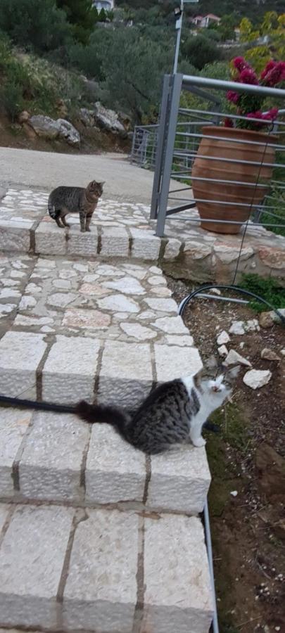 Πέτρα, Ελιά Και Λεβάντα Villa Tolo Bagian luar foto